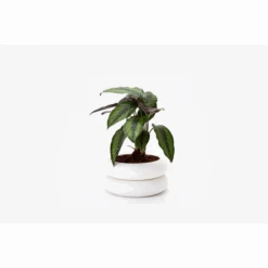 Short White Stacking Planter