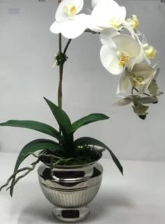 Tom Dixon Floral Arrangement - White Orchid In Nickel Planter