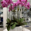 Tom Dixon Five Stem Fuschia Orchid Arrangement