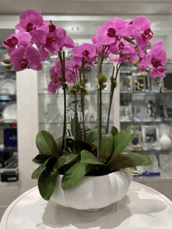 Tom Dixon Five Stem Fuschia Orchid Arrangement