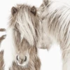 Icelandic Ponies Acrylic Wall Art -Home Furnishings Store s71235